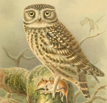 Lord Lilfords Little Owl